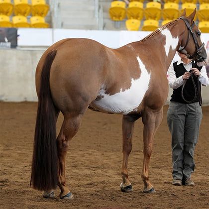 Horse Tail Extension