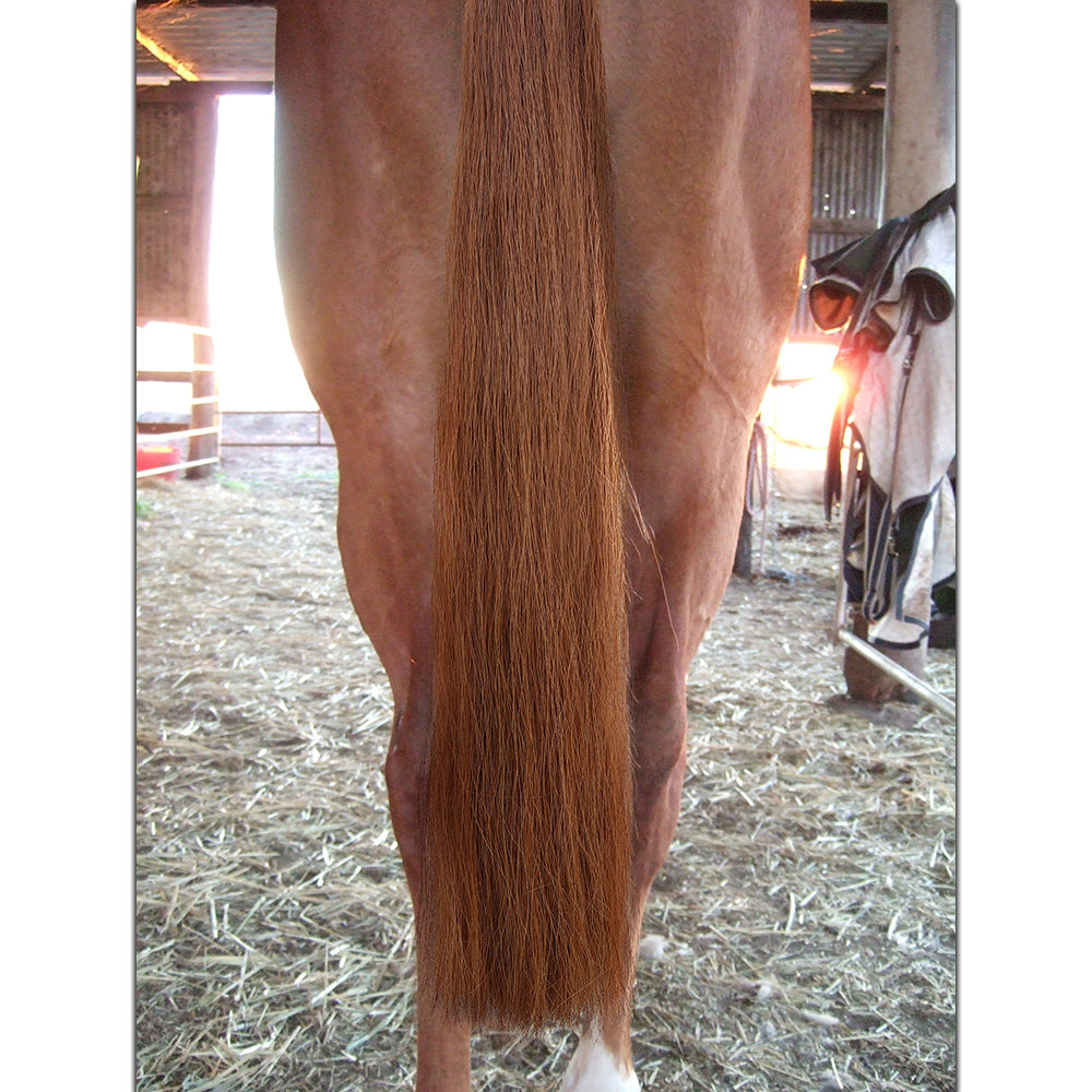 Y.J TAILS Dark Brown Rubber Top Blunt Bottom Horse Tail Extension 28