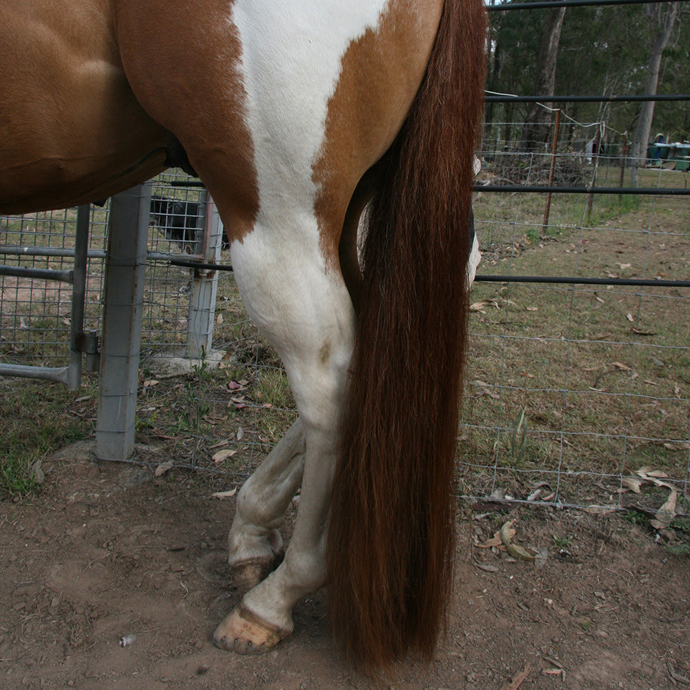 Y.J TAILS Horse Tail Extension Fake Tails False Wig Hair Black White Brown  AQHA