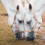 Y.J TAILS Horse Ear Plugs Equine Earplugs