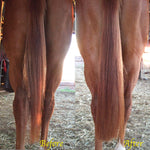 Y.J TAILS Light Brown Rubber Top Blunt Bottom Horse Tail Extension 28"-36" C2