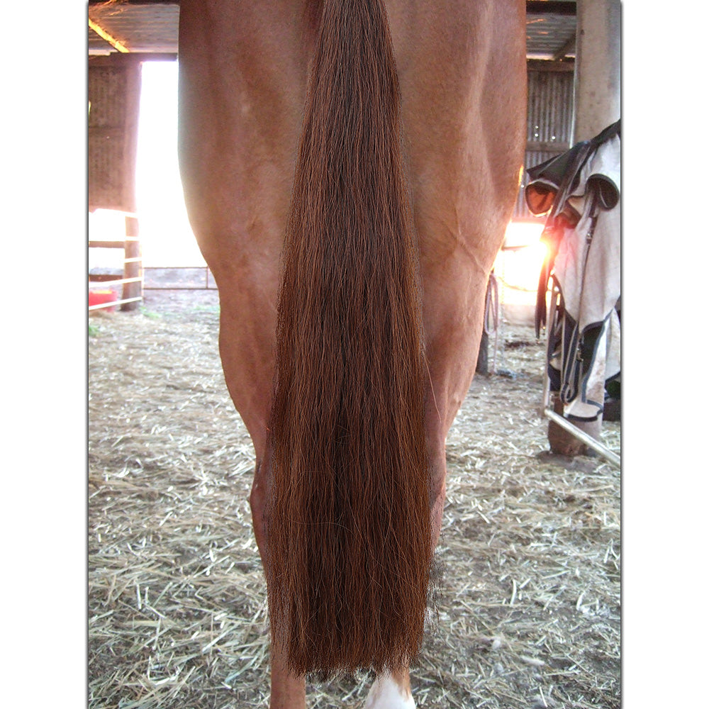 36" - 1lb. 100% Genuine Horse Hair Medium Sorrel Show Tail Extension  False Tail